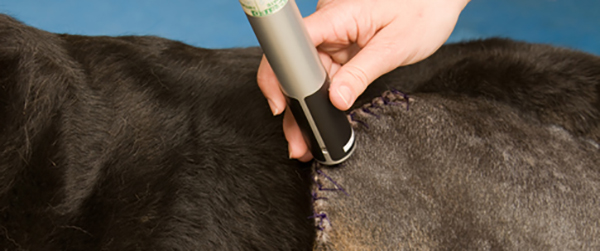 Dog Laser Therapy after Knee Surgery