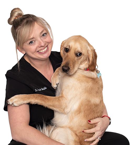 Veterinarian and animal hospital in North Haven, CT