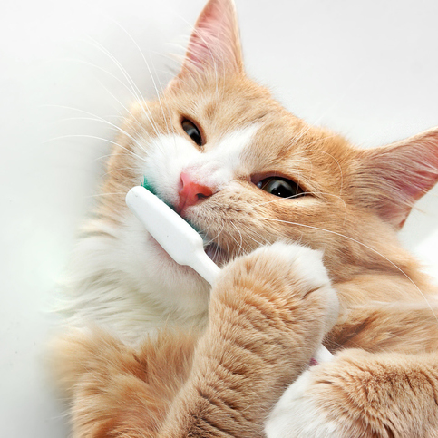 Funny cat is playing with toothbrush in the bath tub