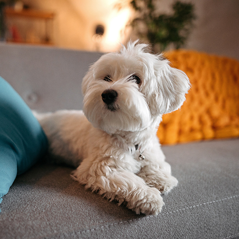 Cute Maltese dog relaxing on sofa at modern living room