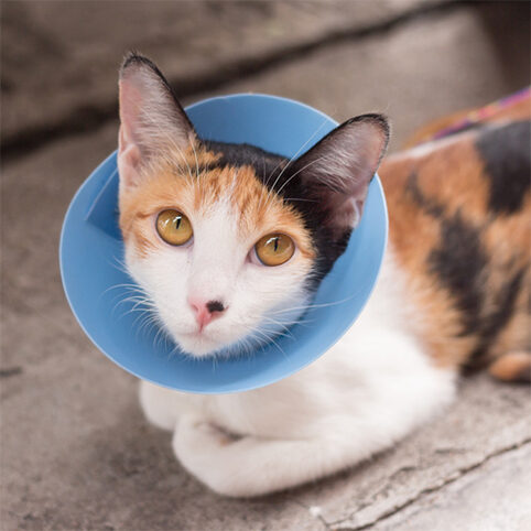 Cat wearing blue protective buster collar looking