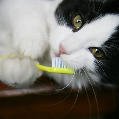 Cute black and white kitten brushes her teeth with yellow toothbrush.