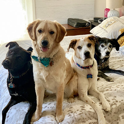 four dogs on a bed